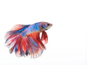 Freshwater Fish Betta Fish Photo of a betta fish, a type of freshwater fish.
