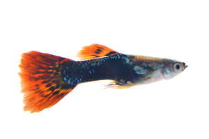 Freshwater Fish Guppies Photo of a guppy, a type of freshwater fish.