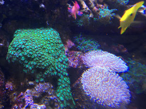 Breeding Tropical Fish