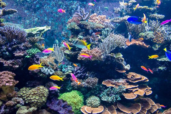 A picture of fish swimming in a large aquarium, who require regular aquarium maintenance for survival.