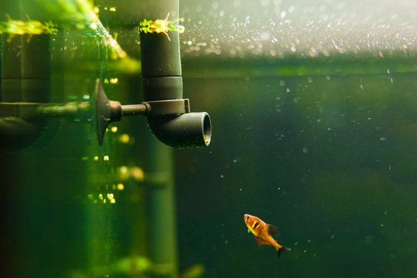 A picture of a fish swimming alongside a water filter, an important instrument used in aquarium maintenance.