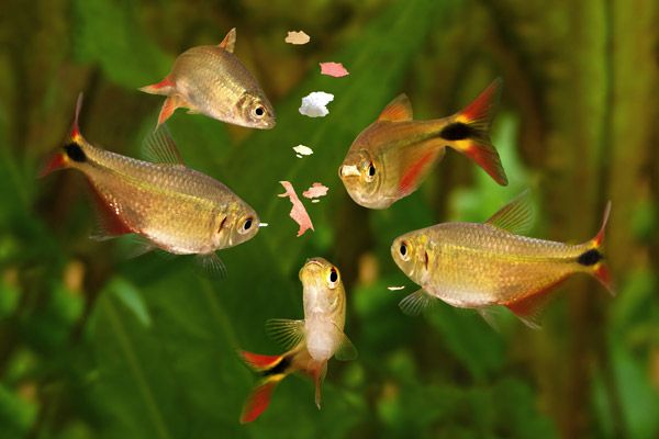 A picture of fish eating flakes, an important nutritional component of aquarium maintenance.