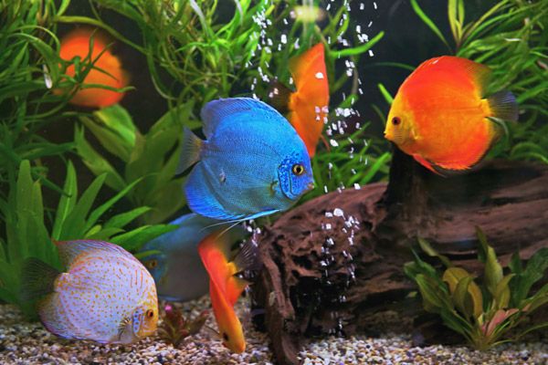 Picture of fish swimming, who need regular aquarium maintenance to remain healthy.