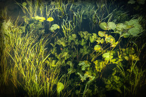 Photo of a tank full of algae due to poor aquarium maintenance.
