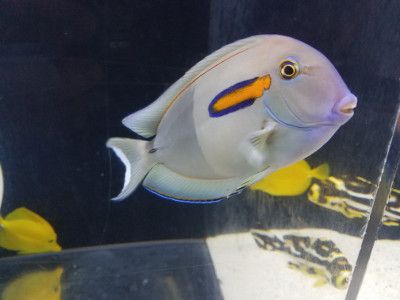 saltwater fish orange shoulder tang living art aquatics