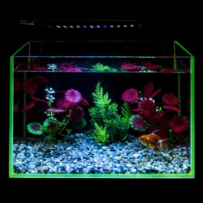 Photo of an aquarium with an LED light setup.