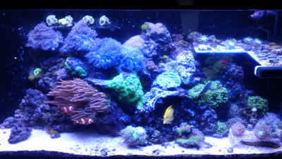 Photo of a brightly-lit aquarium.