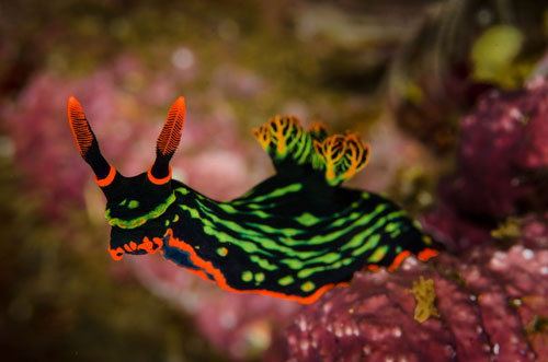 Picture of sea slug that are difficult aquarium fish to care for