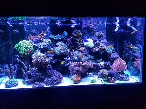 Picture of 120 gallon fish tank