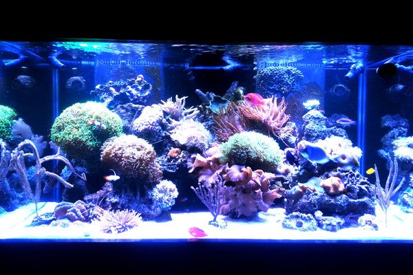 Picture of a home aquarium