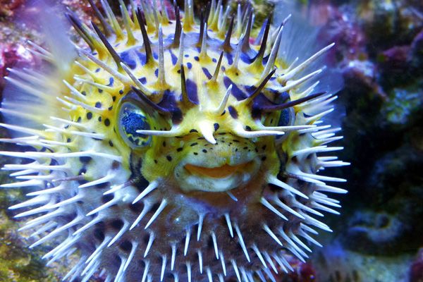 Picture of ballooned blow fish, a type of tropical fish.